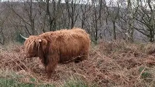 Why Highland Cows are Taking Over Baslow Edge