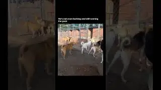 Silent leader energy from this dog #dogs #alpha #shorts