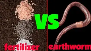 chemical fertilizers are very effective but harmful to earthworms? (experiment)