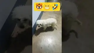 Hahahaha #shorts #youtubeshorts #viral #comedymove #cute #dog #funny #story #trending #vlog #kutta