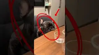 Why French Bulldogs Are Built Like This