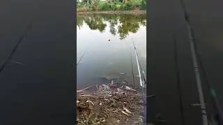mancing #shorts