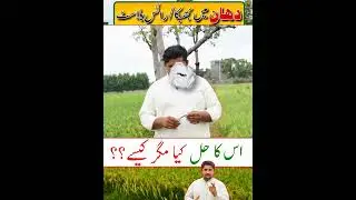 Rice disease #apnakisanpakistan #agriculture #rice #farming #shorts #shortvideo