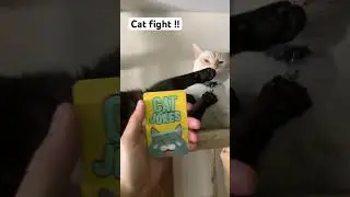 100 Days of Cat jokes - Day 63 Feat Kiggy & Tuna #catjokes #catshorts #catsofyoutube #cats101