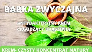 Babka zwyczajna- krem - czysty koncentrat natury. Antybakteryjny krem łagodzący ukąszenia.