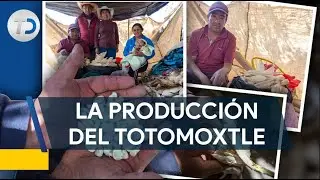 As&iacute; se produce en totomoxtle: La hoja seca de ma&iacute;z que envuelve a los tamales
