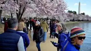 2018 Washington, DC Cherry Blossom Peak - Best Viewing