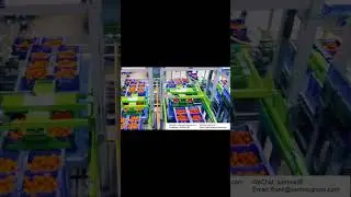 Orange fruit food screening packaging automation equipment # Automated fruit sorting machine
