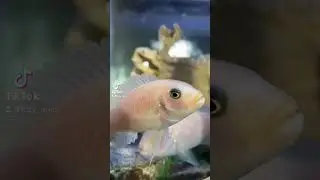 Baby bettas #viral #bettashorts #baby #shorts