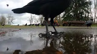Rain and Crows :)