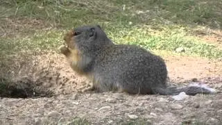 Columbian Ground Squirrel