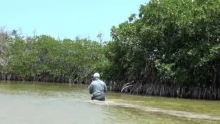 The Giant Snook of Santa Rosa Lagoon