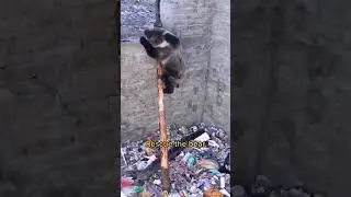 animals energy