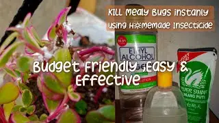 HOW TO TREAT MEALY BUGS INFESTATION ON YOUR PLANTS