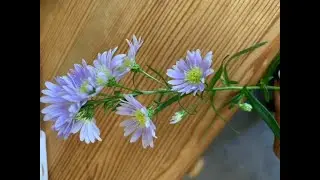 How To - Do a flower reading