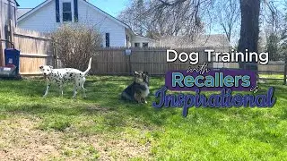 Dog Training with Recallers is Inspirational