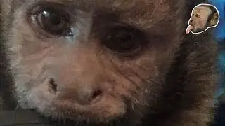 Capuchin Monkey Concert!