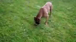 Tonga et son ballon