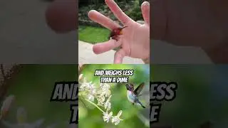 Cuba is home to the bee hummingbird
