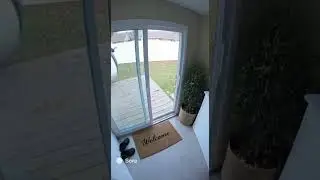 POV: A Giant Penguin Just Moved In 🐧💥
