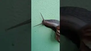 SNAIL INFESTATION IN PRIVATE HOME
