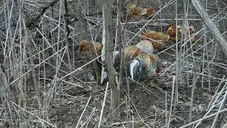 Winter Egg production observation