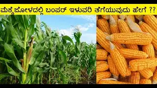 ಮೆಕ್ಕೆ ಜೋಳದ ಬೆಳೆಯಲ್ಲಿ ಇಳುವರಿ ಹೆಚ್ಚಿಸುವ ವಿದಾನಗಳು / ಗೊಂಜಾಳ  Mekke Jola / Maize /CORN Crop in kannada