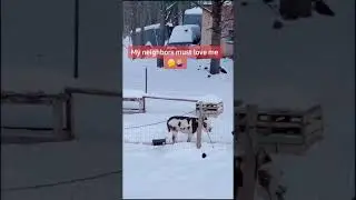 Woman Asks Her Donkey To Yell And the Animal Response Back