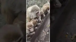 Baby monkey kako eating fruit but hurt by other monkey || Monkey life in natural || SRKH Monkey