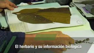 El herbario y su informaci&oacute;n biol&oacute;gica - TvAgro por Juan Gonzalo &Aacute;ngel Restrepo
