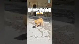 Little kittens attempts crabwalk 🥰 #shorts #cat #catlovers