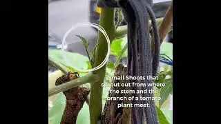 How to identify tomato sucker ? #shorts