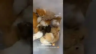 Pet Market assam , Pet Paradise 17 #youtubeshorts #shorts #pets #assam #cute #hamster #viral #puppy