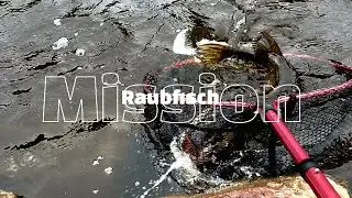 Eine der besten Raubfisch Touren seit langem | Zander & Hecht livebisse