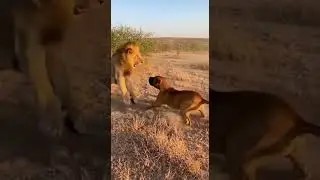 lion & Dog fight #liondog #viral #following #support_me #Follow