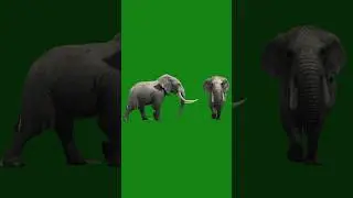 ELEPHANT WALKING GREEN SCREEN VIDEO #animation #greenscreen
