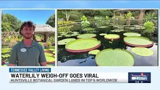Huntsville’s waterlily weigh-off goes viral