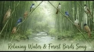 Healing Bamboo Forest : Relaxing Water & Forest Birds Song : No Music