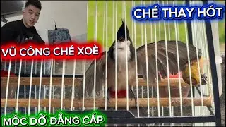 VŨ C&Ocirc;NG CH&Eacute; XO&Egrave;- NHANH CẦU CH&Eacute; THAY H&Oacute;T CỰC GẤU- SI&Ecirc;U PHẨM D&Acirc;N BẢN CỰC TỐ CHẤT GỘT DŨA TƯƠNG LAI