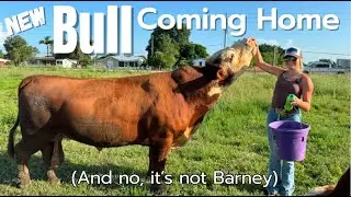 New Bull Making Friends?!?! Bringing a new bull home and checking the rest of the herd.