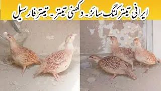 Teetar for sale || dakhni teetar breeding || Teetar ki boli || irani teetar for sale