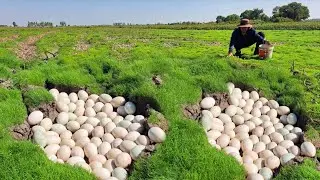 Wow Wow unique    !A man picked a lot of duck eggs in a hole in the ground under the grass.