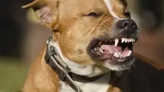 Dog Bite injuries | Muskegon, MI - Bleakley Law Offices