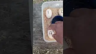 How to hatch egg at home without incubator//@jonai farming