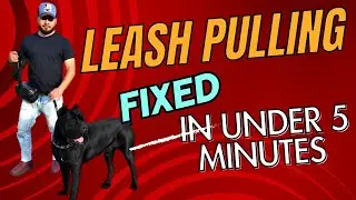 Cane Corso ***LEASH PULLING FIXED IN 5 MINUTES***
