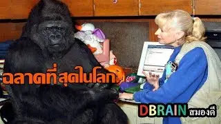 โกโก้ 'กอลิลล่าที่ฉลาดที่สุดในโลก'ใช้ภาษามือได้1000คำและเข้าใจภาษาอังกฤษได้2000คำ - DBRAIN สมองดี