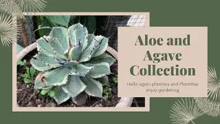 My Aloe and Agave Collection | Garden Tour