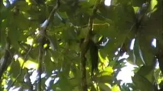Brown backed Parrotlet  Touit Melanonotus