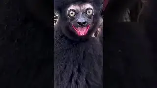 indri also called the babakoto