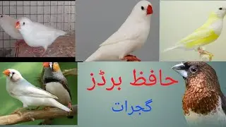 Finch progress 13 .1 .2026|| HAFIZ BIRDS Gujrat 